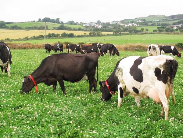 Grass and clover swards are performing very well in Clonakilty
