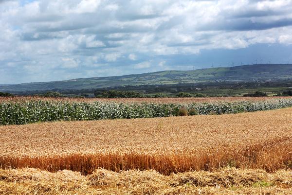 Prioritise rolling out broadband to rural areas says Social Justice Ireland