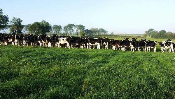 Sexed semen disappoints in herd scan