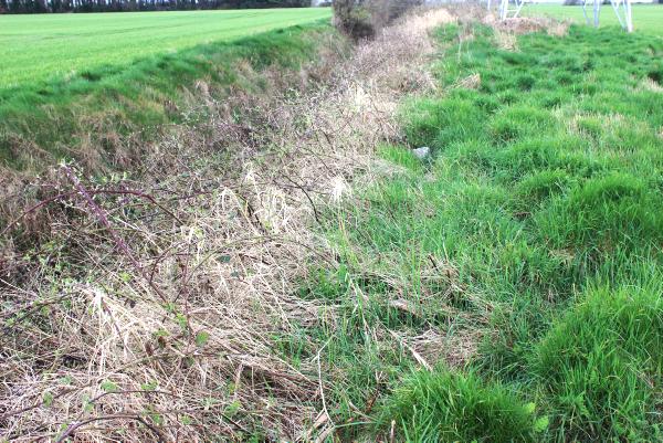 Teagasc Crops Forum next week 