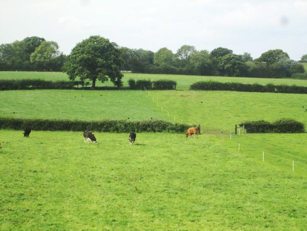 NISBP: Getting ready for weaning on Co Antrim farm