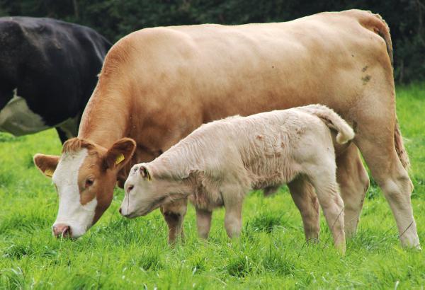 August calving cows coming back into heat on BETTER farms