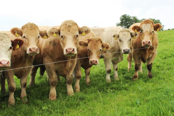 Final BETTER Farm autumn farm walk takes place in Monaghan today 