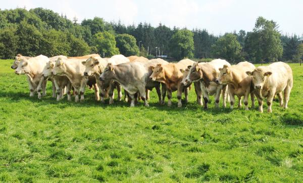 Investing in grassland paying off on Kilkenny BETTER farm