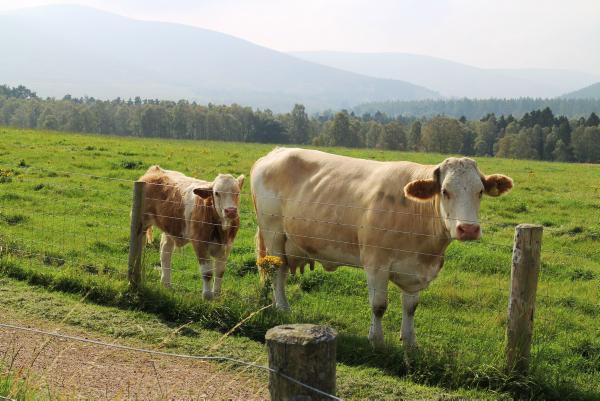 Independence will benefit Scottish farmers, says Salmond