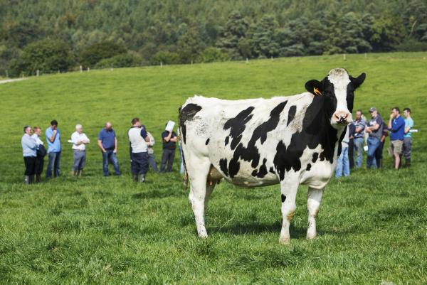 Irish Dairy Board warn on dairy markets