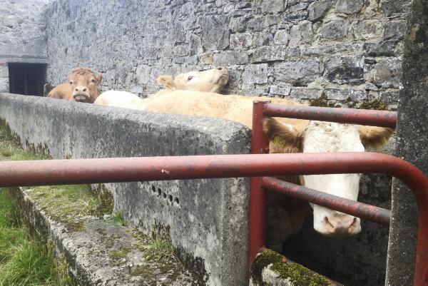 Farmer writes: Deadweight of Hereford bullock proves disappointing