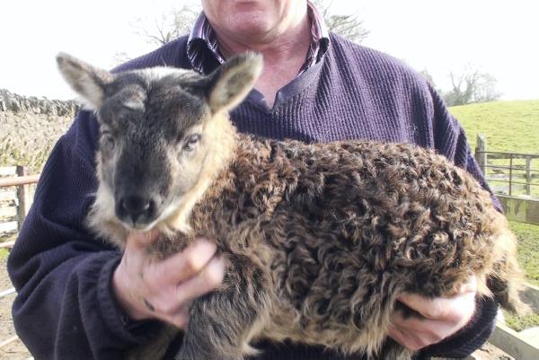 Most popular stories on farmersjournal.ie 