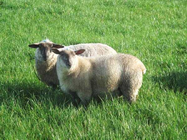 Farmer writes: Tags on store lambs causing problems 