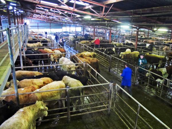 Cattle prices: Heifers in demand
