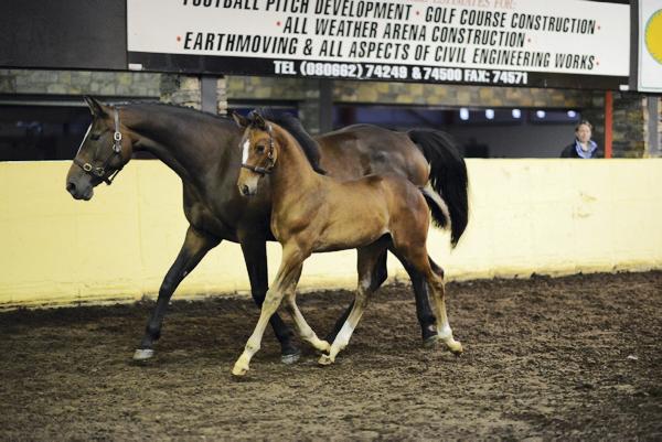 Son of Kannan tops Cavan Elite foal sale