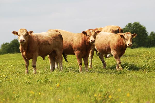 Over 40 cattle seized in mid-Monaghan 