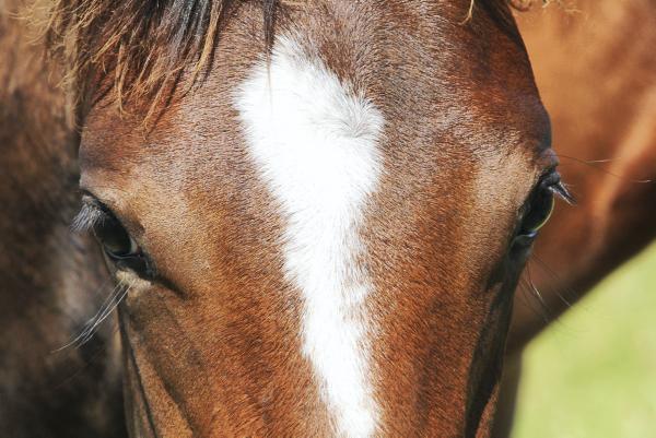 Lightening strikes twice when it comes to horses