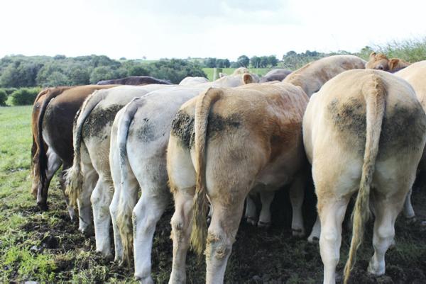 Farmers adapt to changes in beef specification