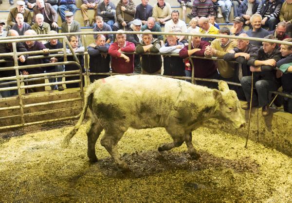 Cattle prices: Brisk rise in sale entries 