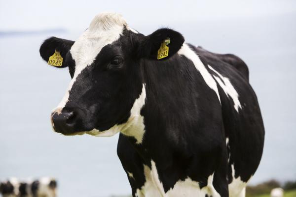 Profitable concentrate feeding in dairy herds