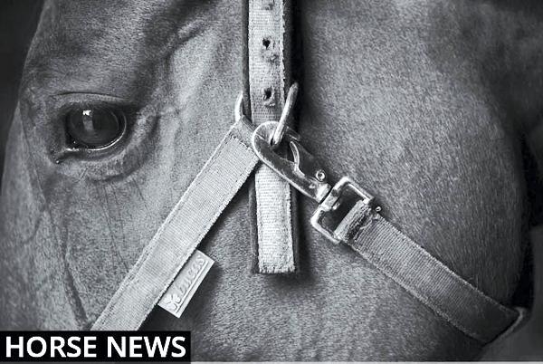 Dates for the Diary - Horse Sport Ireland's coaching and breeding conference