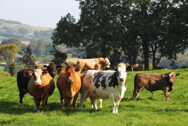 Profitability of suckling takes centre stage 