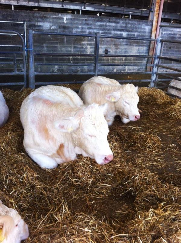 Photo of the week: Forty winks