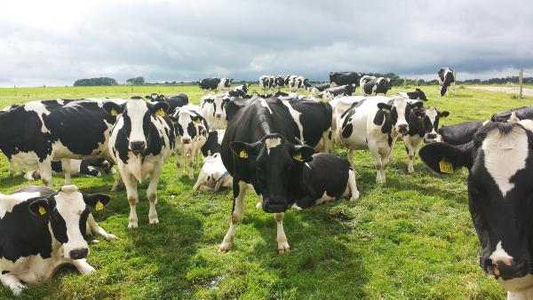 Dairy farmers gather to hear challenges ahead