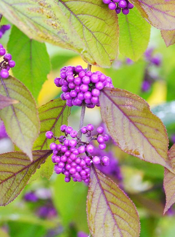Callicarpa - the brilliant beauty berry 