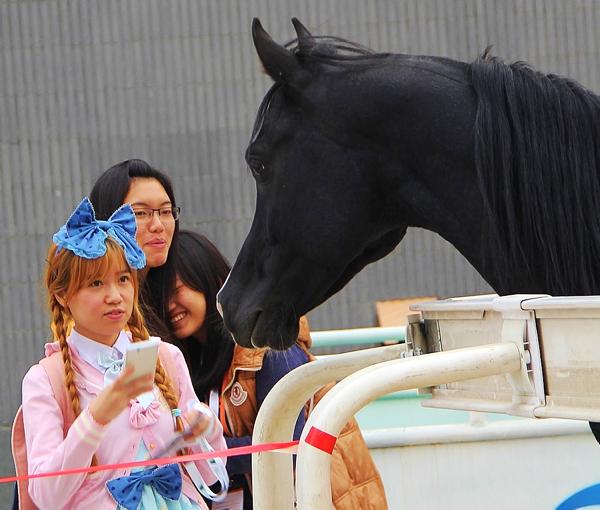 Trade delegation put the Irish horse on the Chinese map 