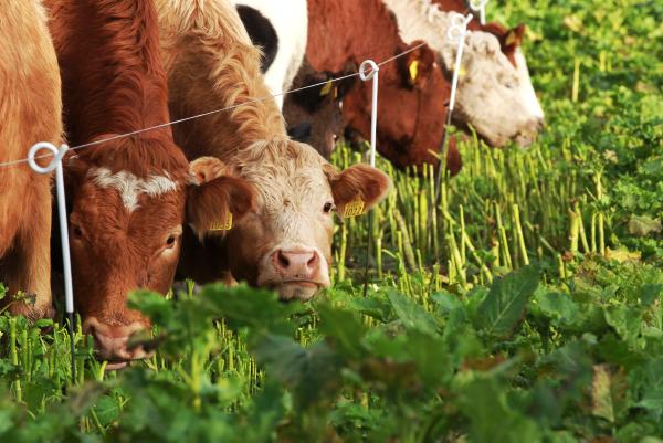 Exciting results from new synchronisation and fixed AI protocol 