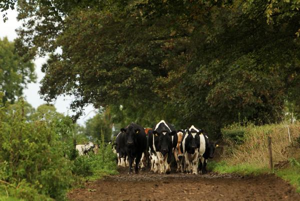Domestic milk intake up 5.1% for September