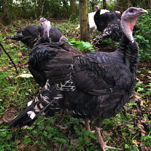 To eat or not to eat - that is the question