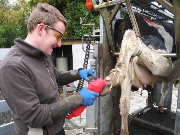 Getting hoof condition right at housing