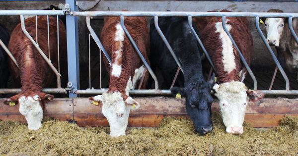 Managing cow condition indoors