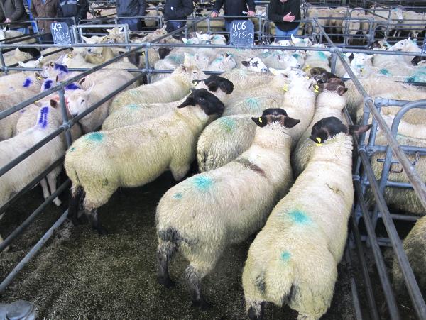 Sheep prices: Flying trade for stores in Blessington Mart
