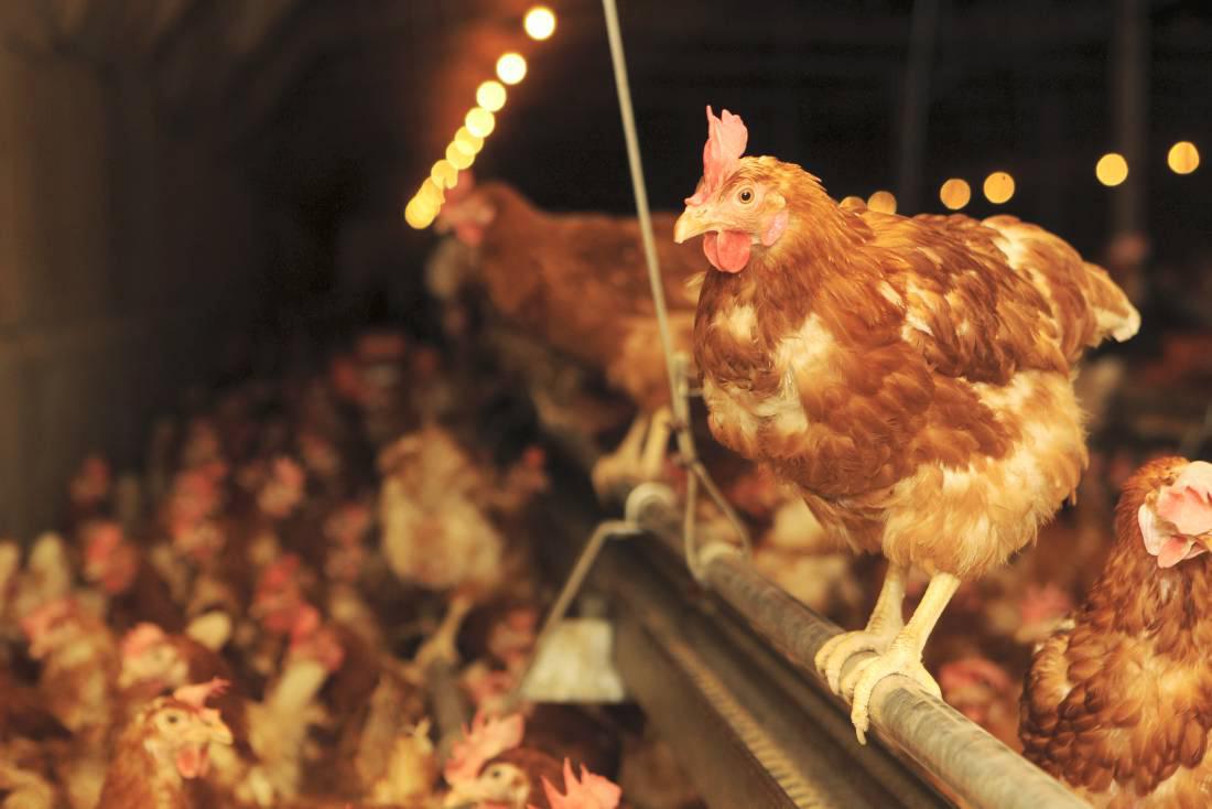 370 jobs filled in poultry in 2014