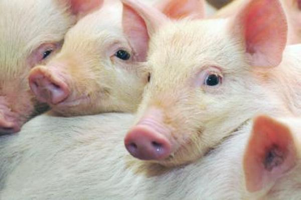 Pig production in a changing farming landscape