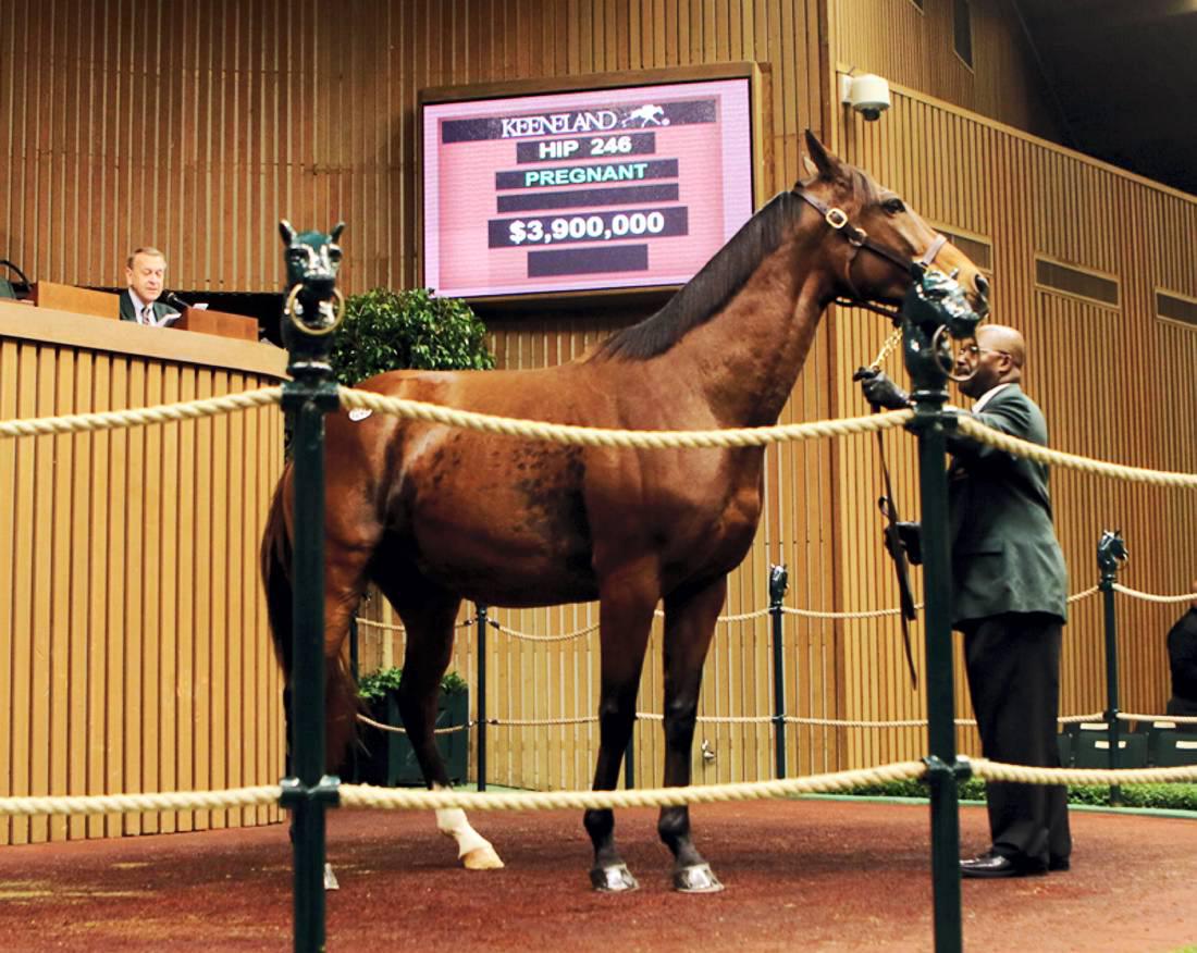 Positive signs from USA ahead of Goffs foal sale