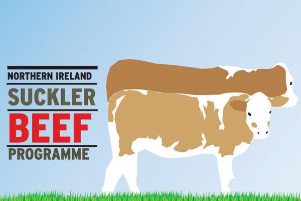 Cows housed based on body condition on NISBP farms