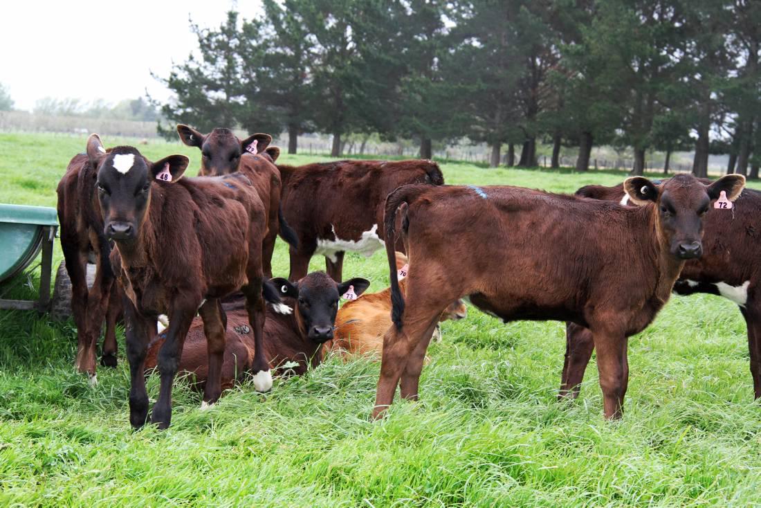 Letter from New Zealand: All eyes on milk price