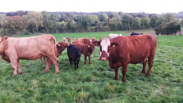 Role for dairy calf to beef systems in NI