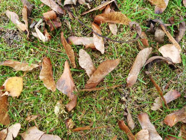 Worst outbreak of Sycamore poisoning since records began 