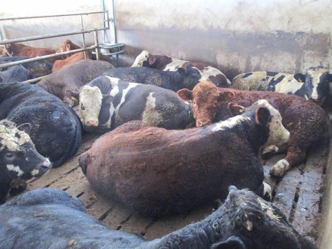 First cattle coming ready for slaughter Premium