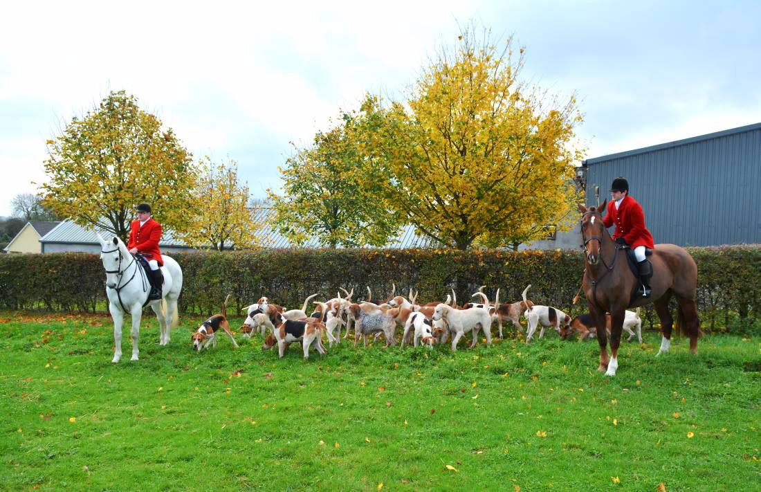 Traditional breeders seek special status in Irish Stud Book