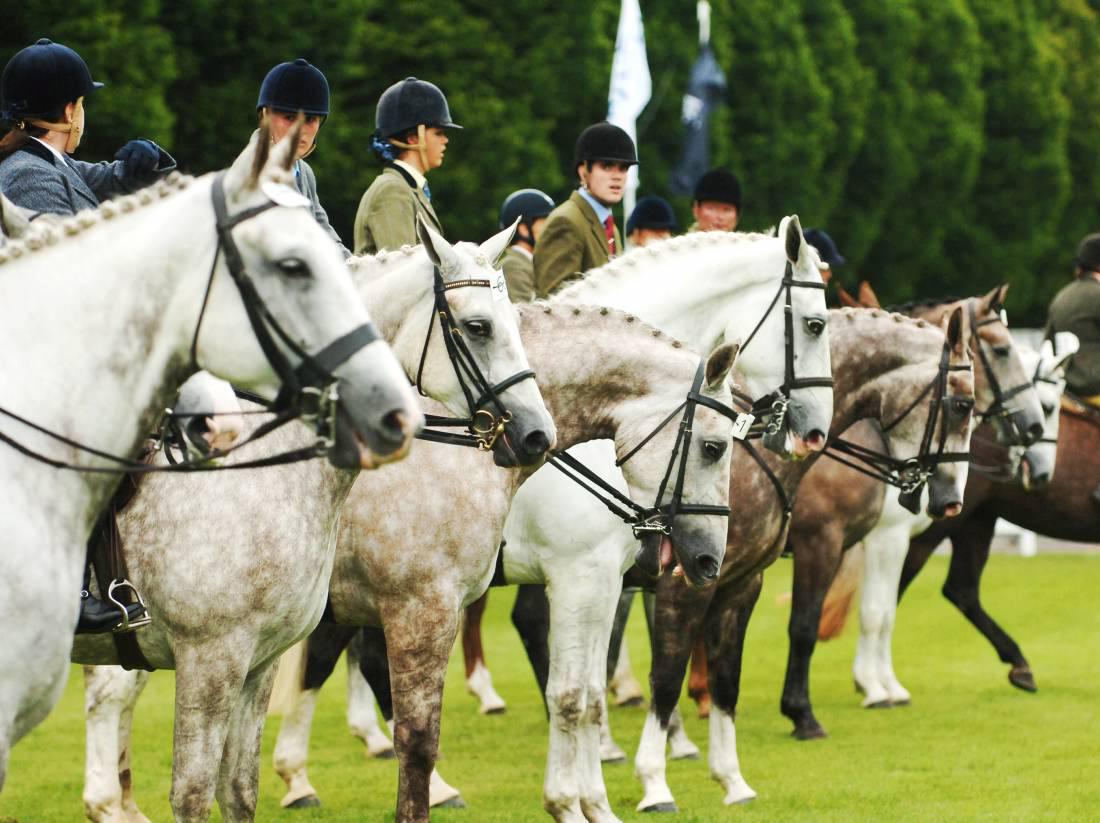 Plans underway to save Irish Draught 