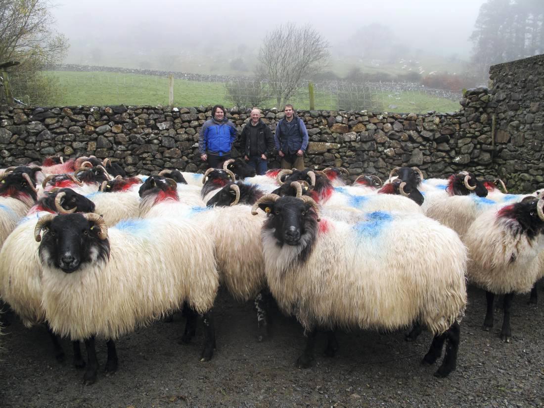 Safeguarding the future of Mayo Connemara sheep