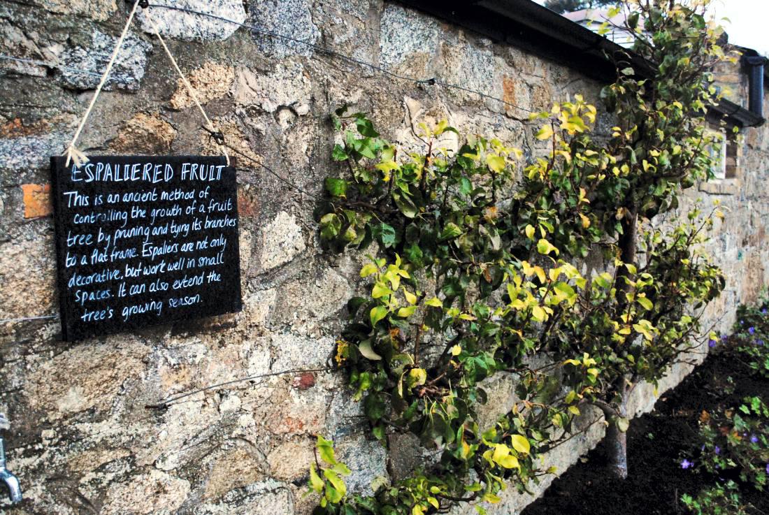 Farming in the heart of Dublin                                       