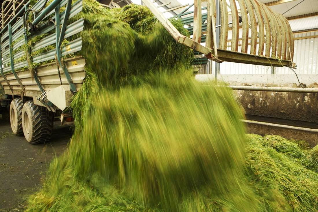 Grass growth: Mild and dry end to November and the grazing year