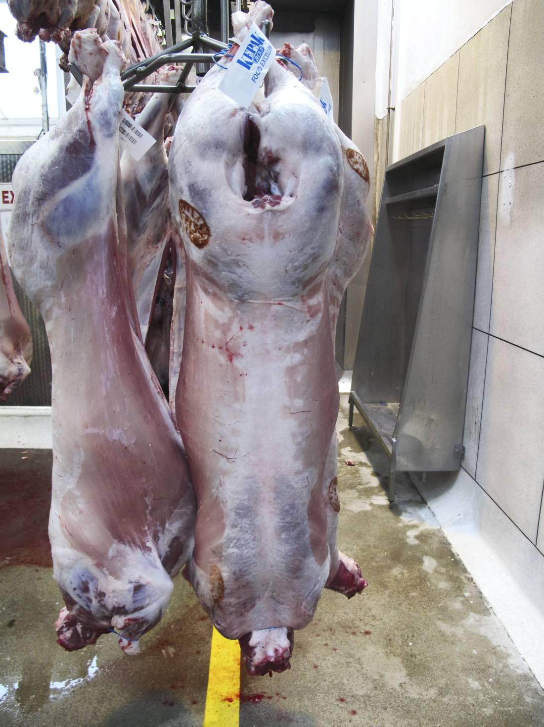 Lamb prices steady at tops of €5/kg to €5.05/kg