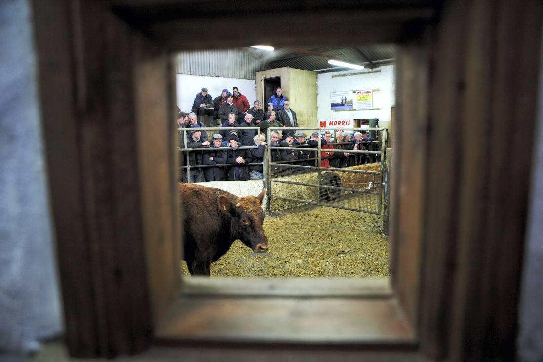 New live exporter interest in cattle trade 