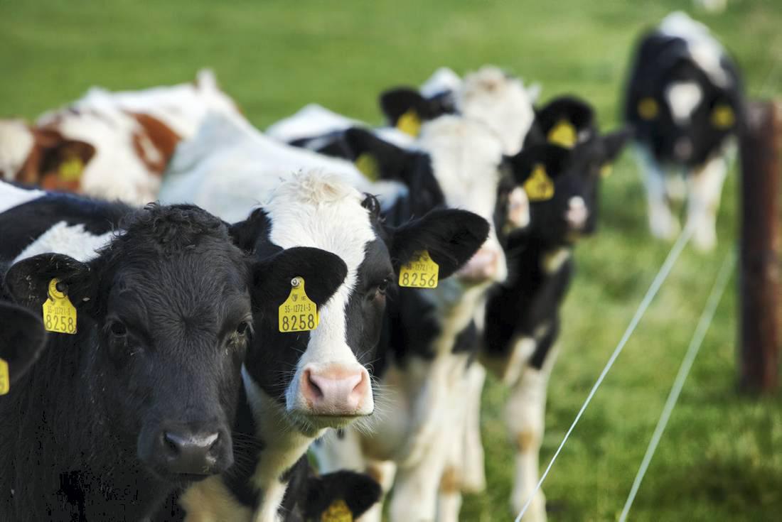 Farmer writes: The process of converting to dairy