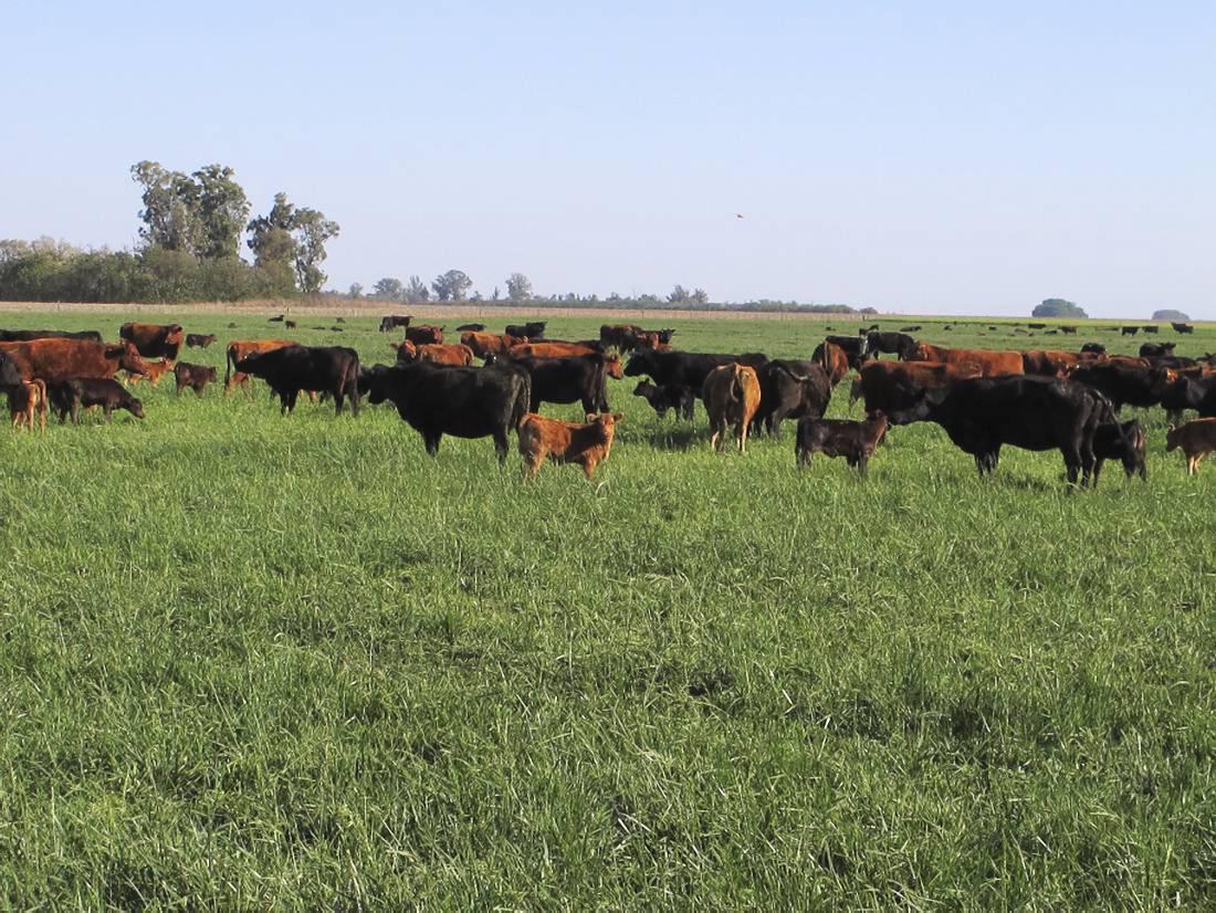 Global beef sector to remain buoyant
