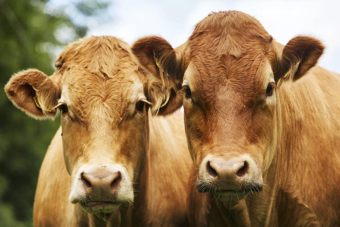 Europe's beef market in a recovery phase